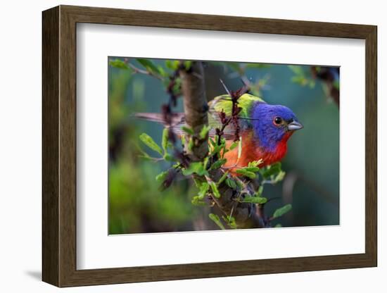 Painted bunting perched on branch, Texas, USA-Karine Aigner-Framed Photographic Print