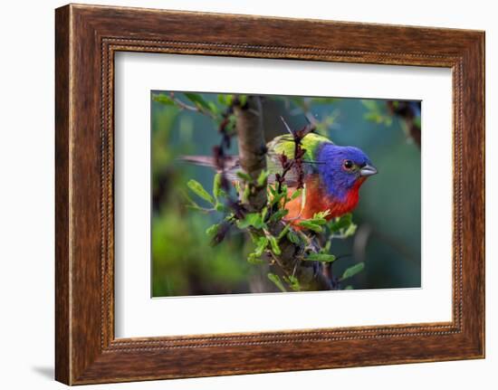 Painted bunting perched on branch, Texas, USA-Karine Aigner-Framed Photographic Print