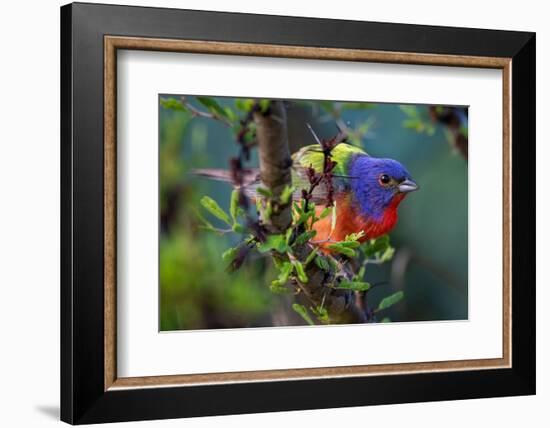 Painted bunting perched on branch, Texas, USA-Karine Aigner-Framed Photographic Print