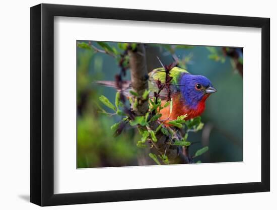 Painted bunting perched on branch, Texas, USA-Karine Aigner-Framed Photographic Print