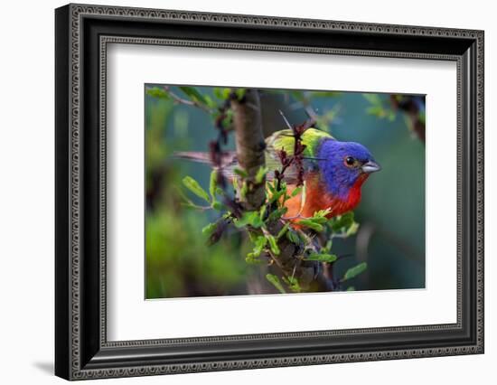 Painted bunting perched on branch, Texas, USA-Karine Aigner-Framed Photographic Print