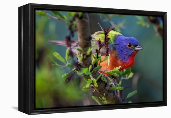 Painted bunting perched on branch, Texas, USA-Karine Aigner-Framed Premier Image Canvas