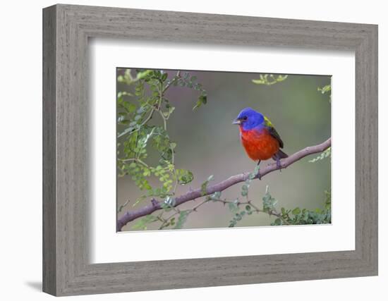 Painted bunting. Rio Grande Valley, Texas-Adam Jones-Framed Photographic Print