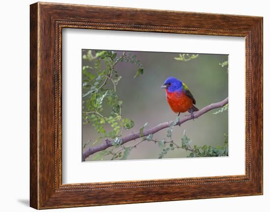 Painted bunting. Rio Grande Valley, Texas-Adam Jones-Framed Photographic Print