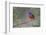 Painted bunting. Rio Grande Valley, Texas-Adam Jones-Framed Photographic Print