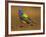 Painted Bunting, Texas, USA-Larry Ditto-Framed Photographic Print