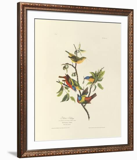 Painted Bunting-John James Audubon-Framed Premium Giclee Print