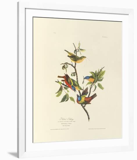 Painted Bunting-John James Audubon-Framed Premium Giclee Print