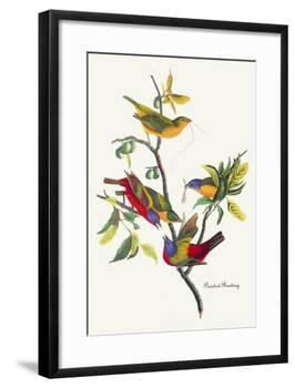 Painted Bunting-John James Audubon-Framed Art Print