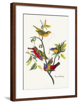 Painted Bunting-John James Audubon-Framed Art Print