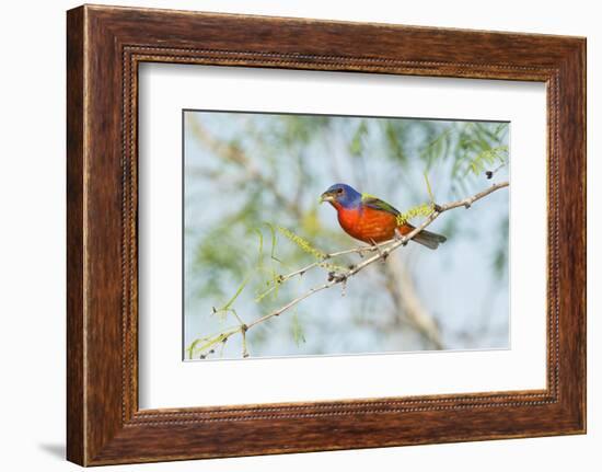 Painted Bunting-Gary Carter-Framed Photographic Print