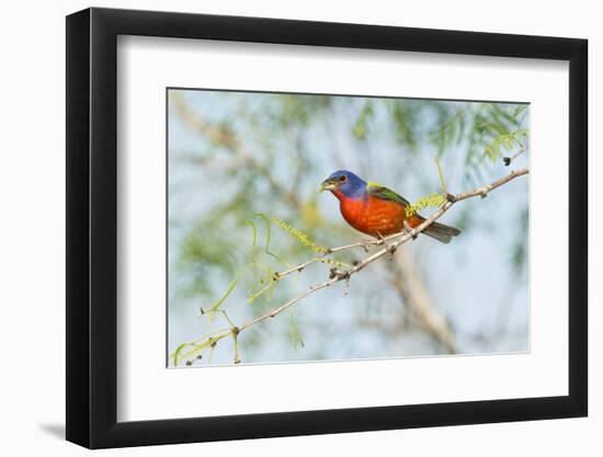 Painted Bunting-Gary Carter-Framed Photographic Print