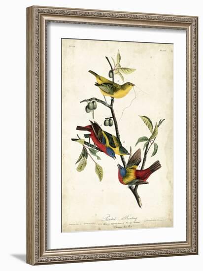 Painted Bunting-John James Audubon-Framed Art Print