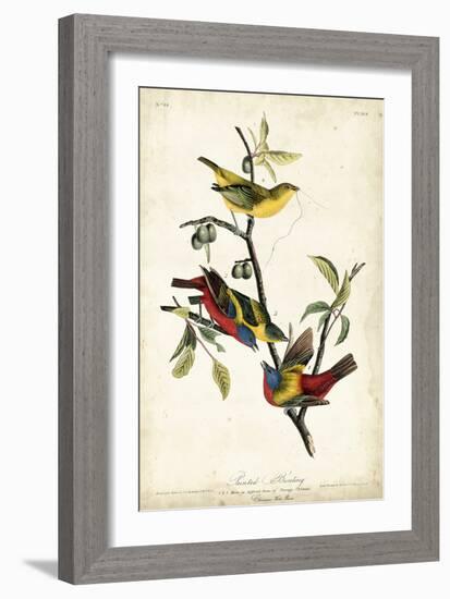 Painted Bunting-John James Audubon-Framed Art Print