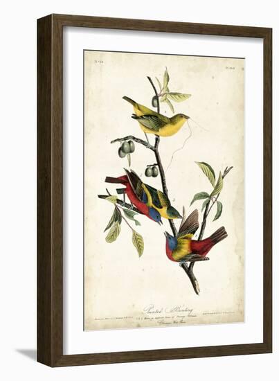 Painted Bunting-John James Audubon-Framed Art Print