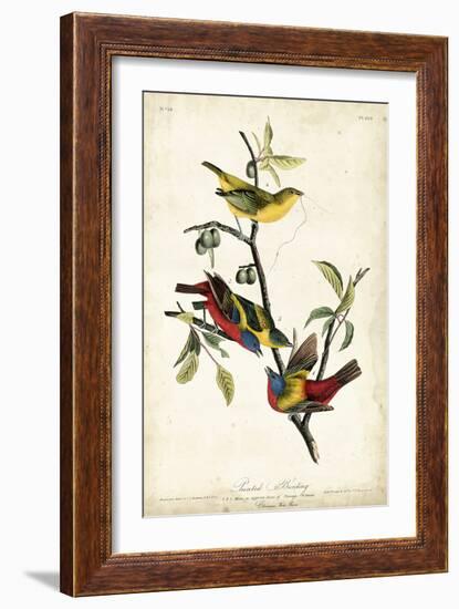 Painted Bunting-John James Audubon-Framed Art Print