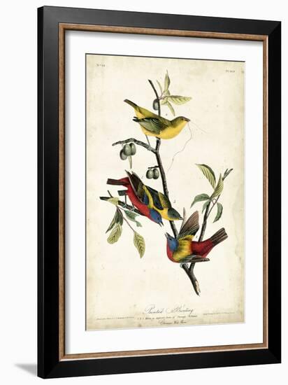 Painted Bunting-John James Audubon-Framed Art Print