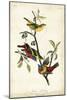 Painted Bunting-John James Audubon-Mounted Art Print