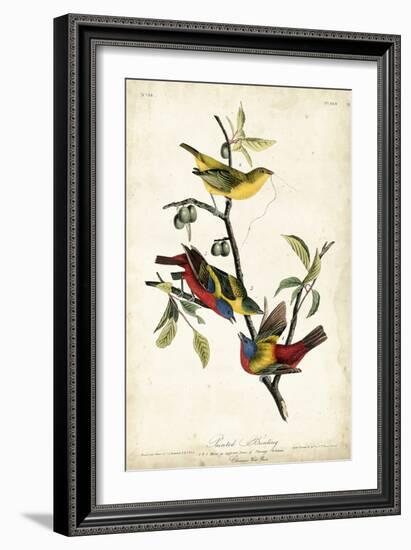 Painted Bunting-John James Audubon-Framed Art Print