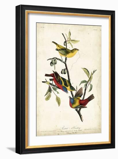 Painted Bunting-John James Audubon-Framed Art Print