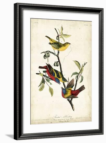 Painted Bunting-John James Audubon-Framed Art Print