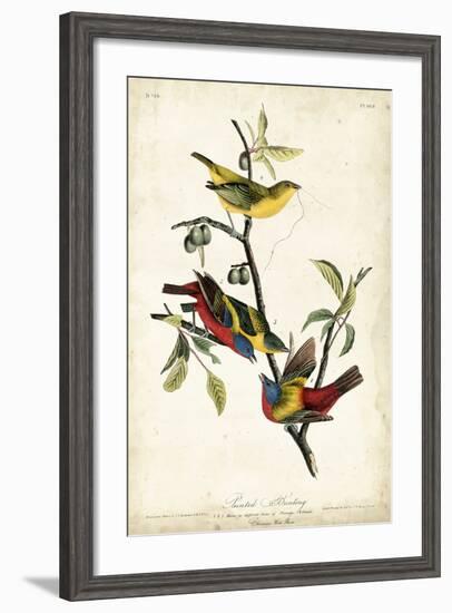 Painted Bunting-John James Audubon-Framed Art Print