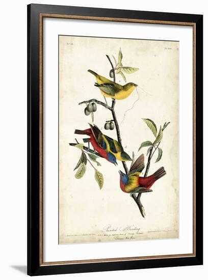 Painted Bunting-John James Audubon-Framed Art Print