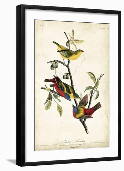 Painted Bunting-John James Audubon-Framed Art Print