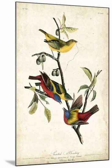 Painted Bunting-John James Audubon-Mounted Art Print
