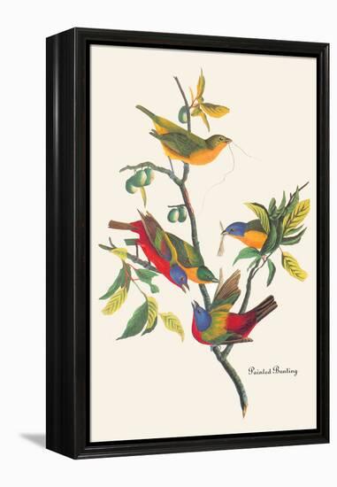 Painted Bunting-John James Audubon-Framed Stretched Canvas