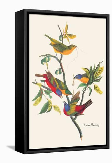 Painted Bunting-John James Audubon-Framed Stretched Canvas