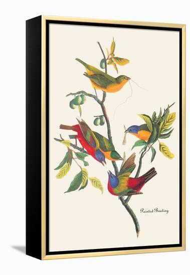 Painted Bunting-John James Audubon-Framed Stretched Canvas