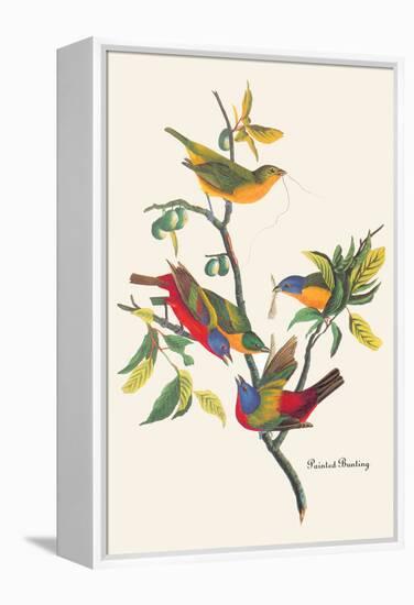 Painted Bunting-John James Audubon-Framed Stretched Canvas