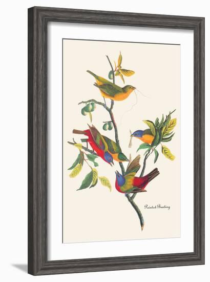 Painted Bunting-John James Audubon-Framed Art Print