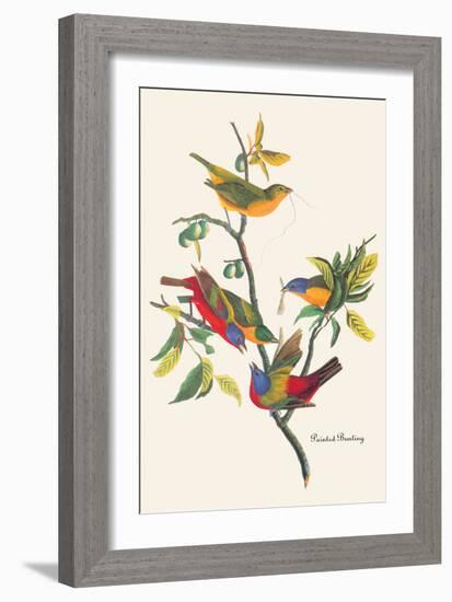 Painted Bunting-John James Audubon-Framed Art Print