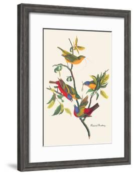 Painted Bunting-John James Audubon-Framed Art Print