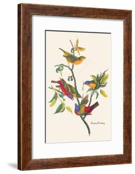 Painted Bunting-John James Audubon-Framed Art Print