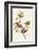 Painted Bunting-John James Audubon-Framed Art Print