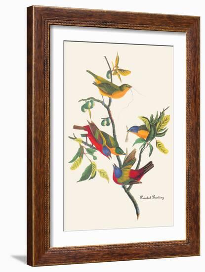 Painted Bunting-John James Audubon-Framed Art Print