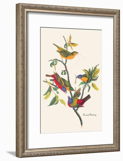 Painted Bunting-John James Audubon-Framed Art Print