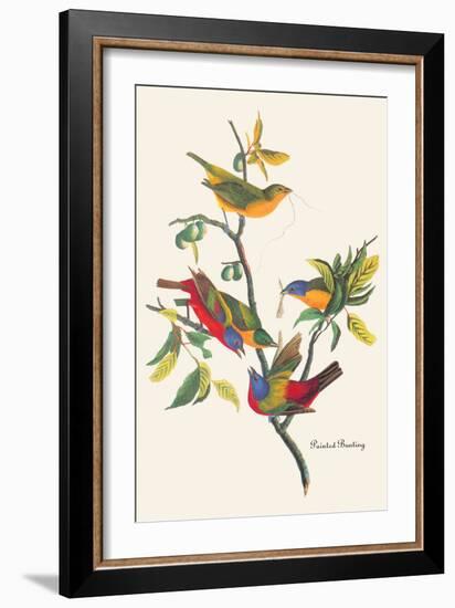 Painted Bunting-John James Audubon-Framed Art Print