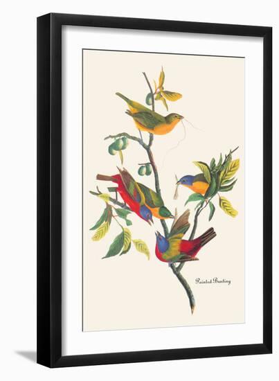 Painted Bunting-John James Audubon-Framed Art Print