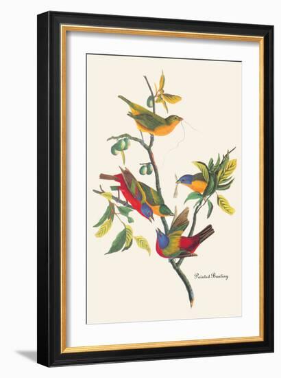 Painted Bunting-John James Audubon-Framed Art Print