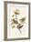 Painted Bunting-John James Audubon-Framed Premium Giclee Print