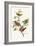 Painted Bunting-John James Audubon-Framed Art Print