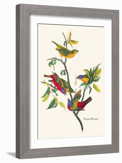 Painted Bunting-John James Audubon-Framed Art Print