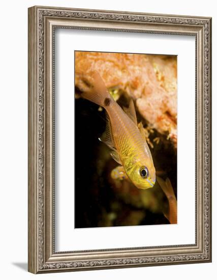 Painted cardinalfish (Archamia fucata) Yap, Micronesia-David Fleetham-Framed Photographic Print