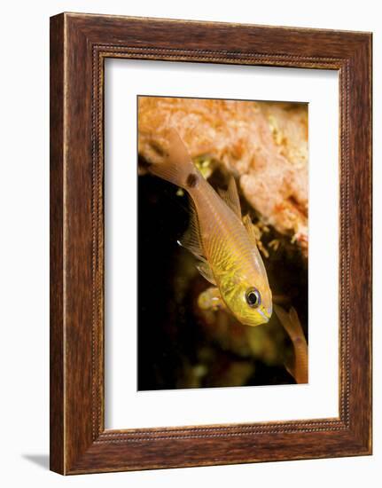 Painted cardinalfish (Archamia fucata) Yap, Micronesia-David Fleetham-Framed Photographic Print