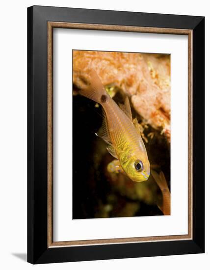 Painted cardinalfish (Archamia fucata) Yap, Micronesia-David Fleetham-Framed Photographic Print