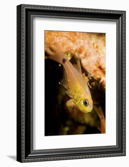 Painted cardinalfish (Archamia fucata) Yap, Micronesia-David Fleetham-Framed Photographic Print